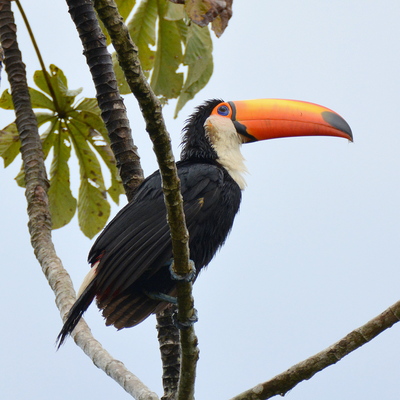 Toco Toucan